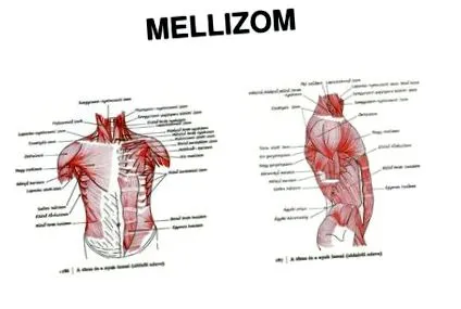 mellizom mellizom