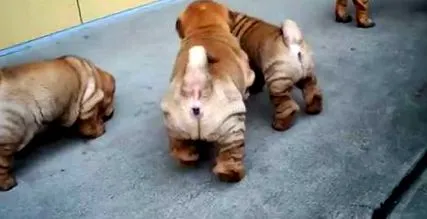 глисти sharpei
