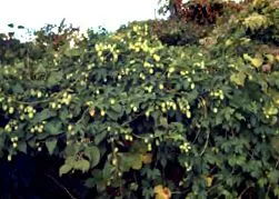 хміль хміль