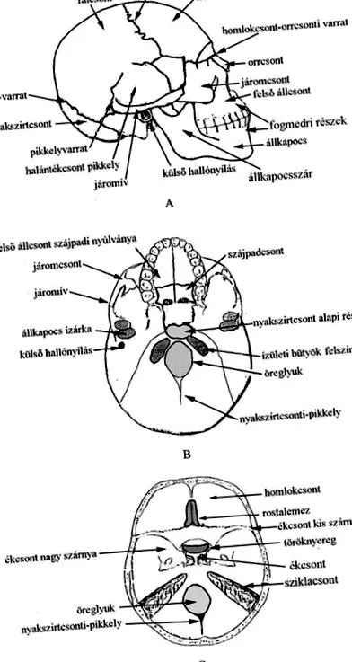 osteoporoza genunchiului