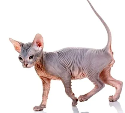 sphinx