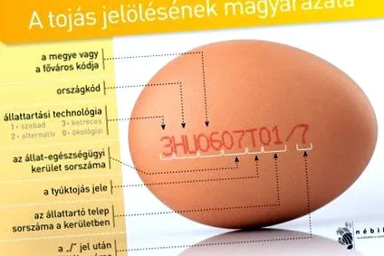 фондация могат ядат