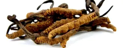 antibiotic omidă