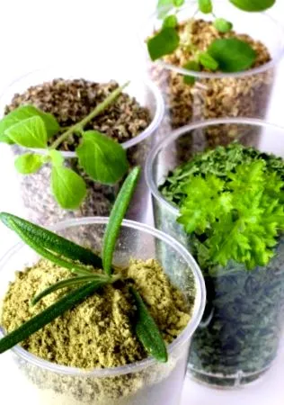 menta plictisit