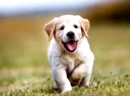 вірус giardia perros