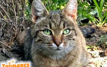 доклад котка