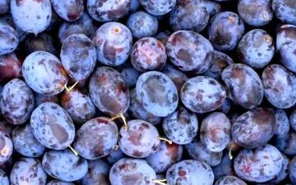 antioxidantă toamnă