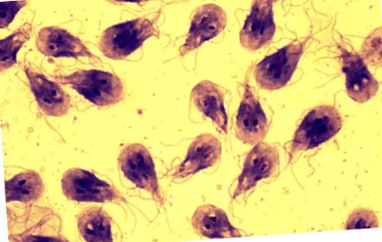 vermes giardia