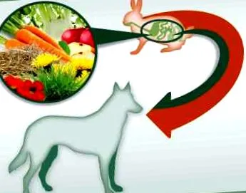 здравословна кучета