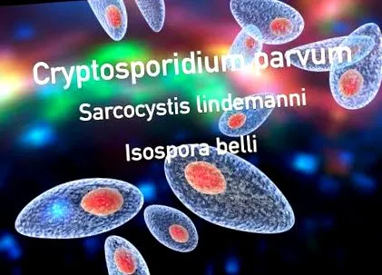 белите дробове лечението