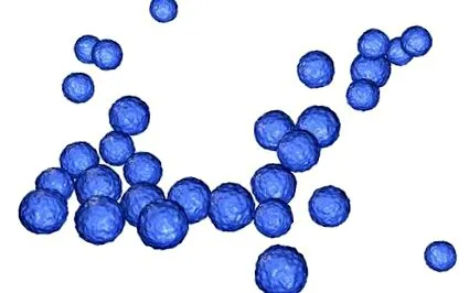 можете enterococcus