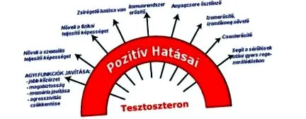 тестостерон тестостерон