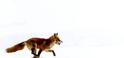 причини причини поради които