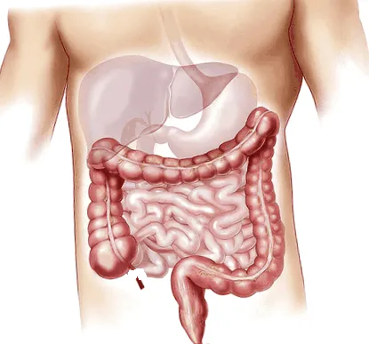 sănătății florei intestinale