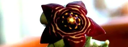 caralluma екстракт