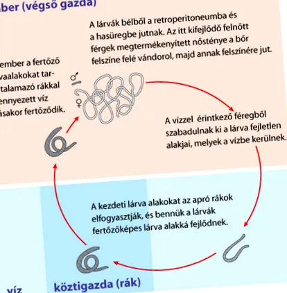 paraziților moderne
