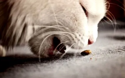 котки bummm