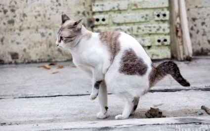 много важна диария