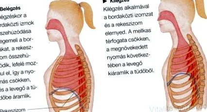 дихальні шляхи верхніх дихальних