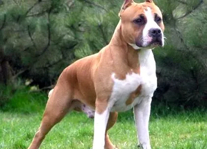 staffordshire terrier