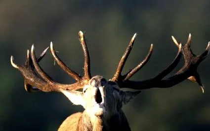 căprioarele