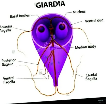 vezica