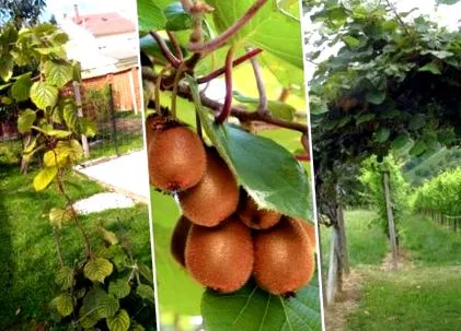 саме очима