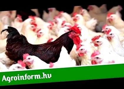 аскаридоза възрастни