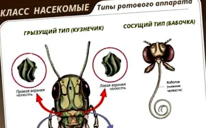 ларвата Ascaris белите