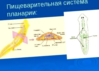 солітерний Бичачий ціп’як