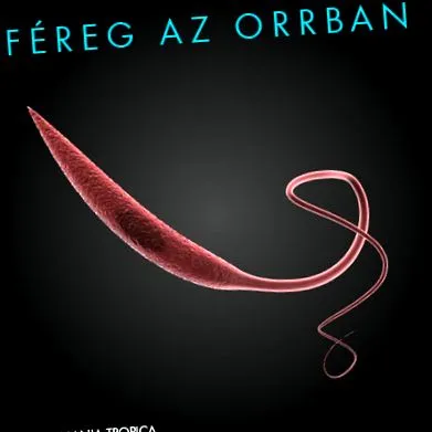 viermilor viermilor