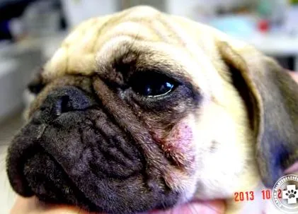 demodex кучето заразено