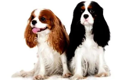 descrierea cavalier
