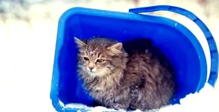 затова студено