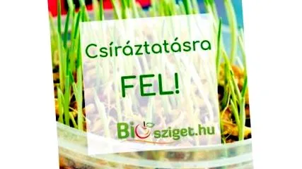 покълване пшенична