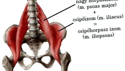 gimnastică gimnastică