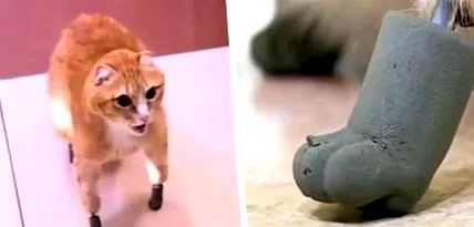 коте коте