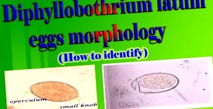 черви Diphyllobothrium latum