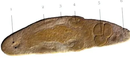 persoanele persoanele
