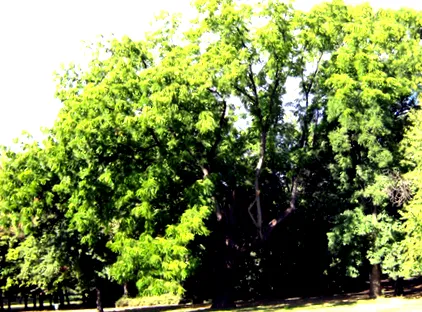 juglans juglans