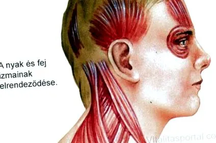 коса коса