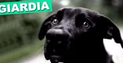 giardia cachorro