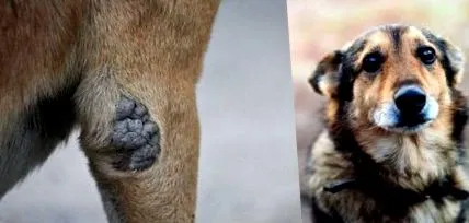 симптоми
