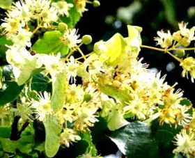 tilia floare