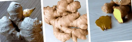 officinale zingiber