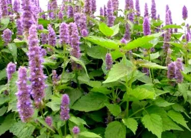 dōterra ароматни