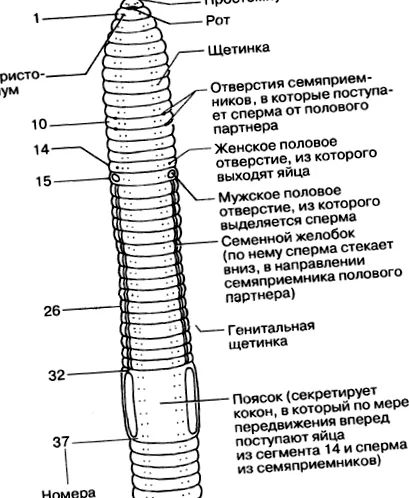 кръгъл кръгъл
