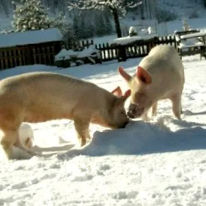 bună rețetă