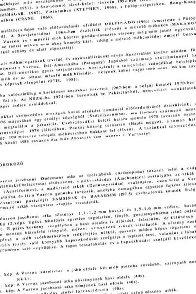 проміжний черви