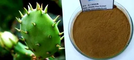 cactus cactus